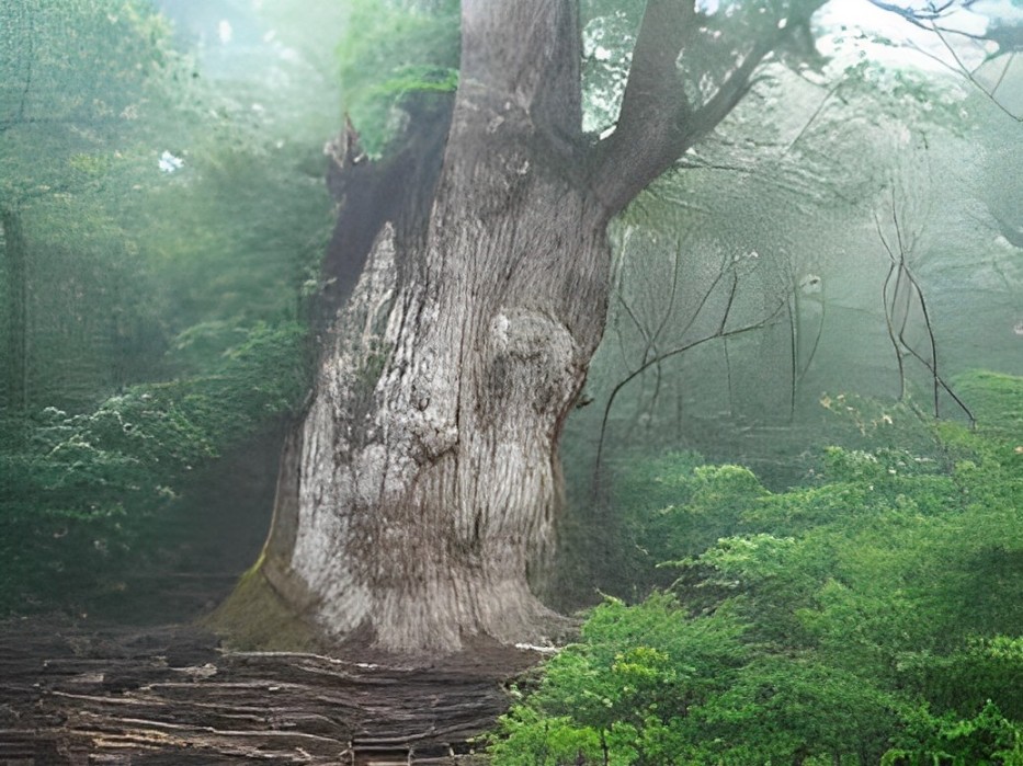 Ilha Yakushima